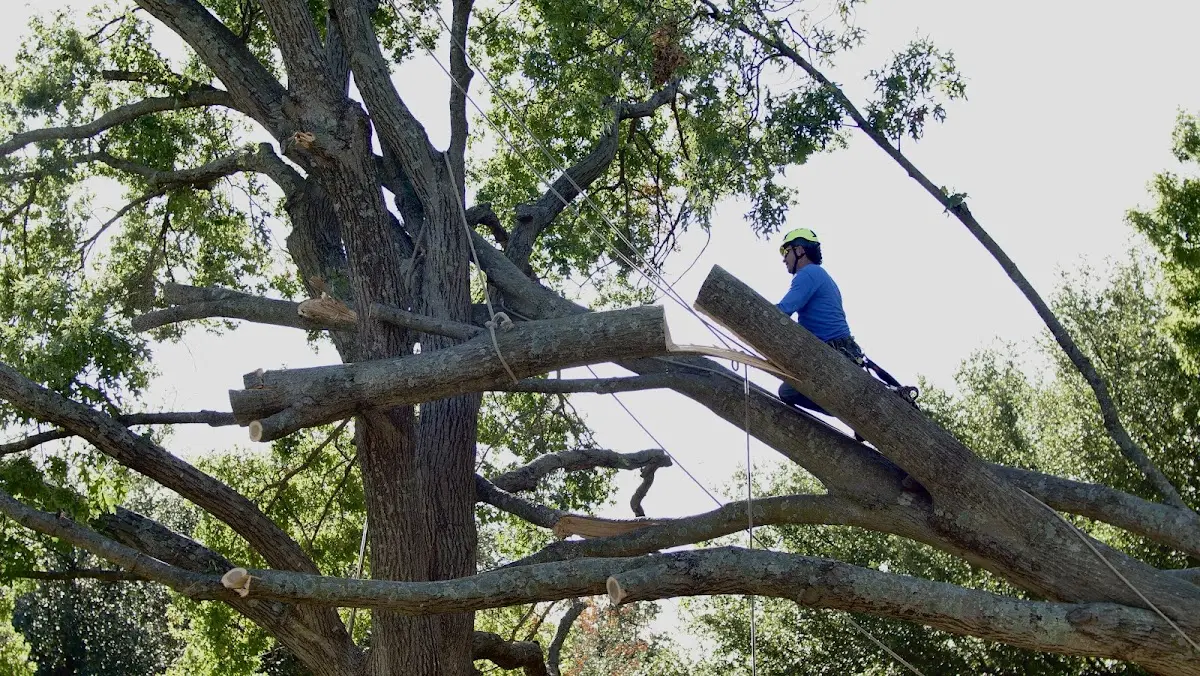Professional Hazardous Tree Removal performed by certified arborists in Brant